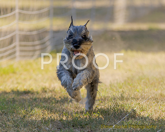 Fast Cat Woodland Sept 25-8736
