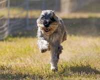 Schnauzer