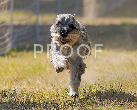 Fast Cat Woodland Sept 25-8733