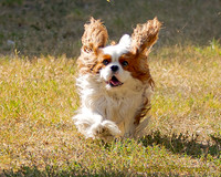 FastCat Woodland Sept 25-6297