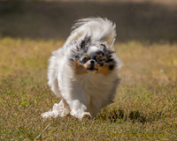 Fast Cat Woodland Sept 25-8879