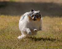 Fast Cat Woodland Sept 25-8878