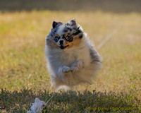 Fast Cat Woodland Sept 25-8884
