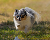 Fast Cat Woodland Sept 25-8887