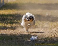 Fast Cat Woodland Sept 25-8868