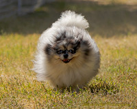 Fast Cat Woodland Sept 25-9216