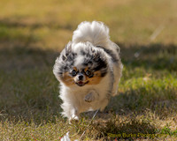 Fast Cat Woodland Sept 25-8890