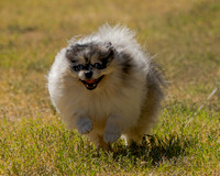 Fast Cat Woodland Sept 25-9221