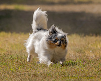 Fast Cat Woodland Sept 25-8876