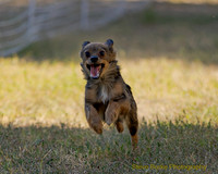 Fast Cat Woodland Sept 25-8263
