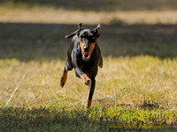 Fast Cat Woodland Sept 25-8210
