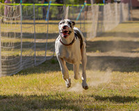 Fast Cat Woodland Sept 25-8616