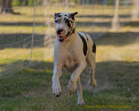 Fast Cat Woodland Sept 25-8308