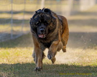 Fast Cat Woodland Sept 25-8104