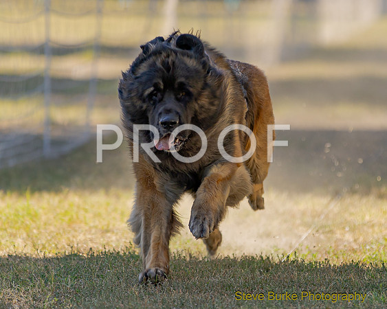 Fast Cat Woodland Sept 25-8104
