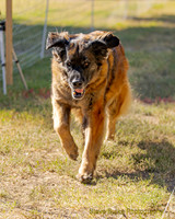 Fast Cat Woodland Sept 25-7977