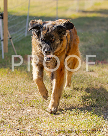 Fast Cat Woodland Sept 25-7977
