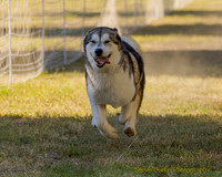Fast Cat Woodland Sept 25-7530