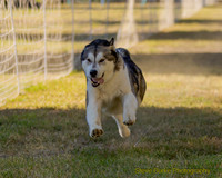 Fast Cat Woodland Sept 25-7532
