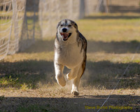 Fast Cat Woodland Sept 25-8381
