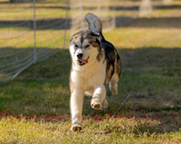 Fast Cat Woodland Sept 25-7537