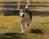 FastCat Woodland Sept 25-7023