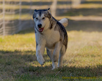 Fast Cat Woodland Sept 25-8677