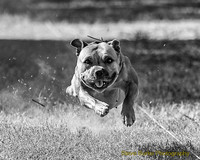 Fast Cat Woodland Sept 25-8234-Edit