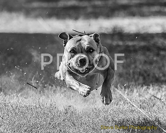 Fast Cat Woodland Sept 25-8234-Edit