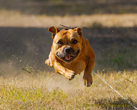 Fast Cat Woodland Sept 25-8234