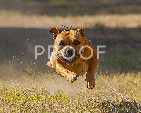 Fast Cat Woodland Sept 25-8234