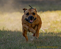 Fast Cat Woodland Sept 25-8240