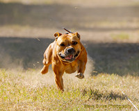 Fast Cat Woodland Sept 25-8550