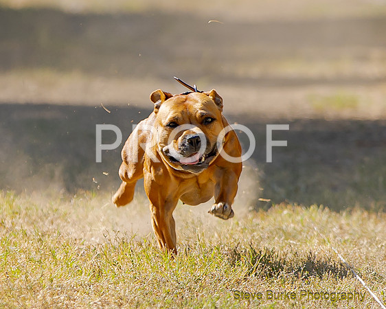 Fast Cat Woodland Sept 25-8550