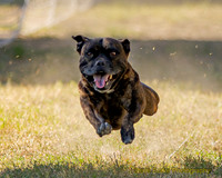 Bully Breeds