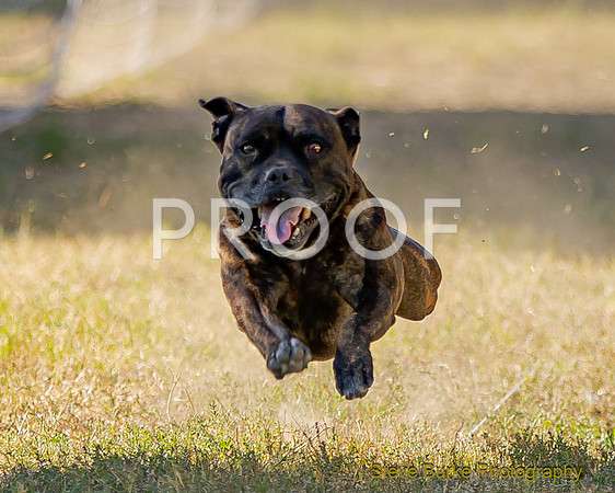 Fast Cat Woodland Sept 25-7246