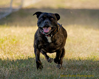 Fast Cat Woodland Sept 25-7248