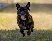 Fast Cat Woodland Sept 25-7249
