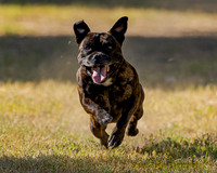 Fast Cat Woodland Sept 25-7550