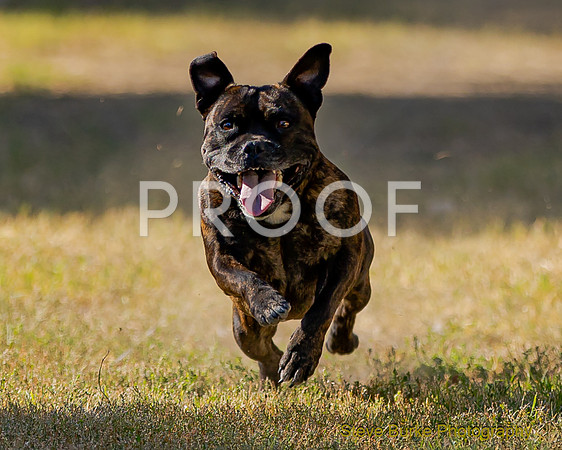 Fast Cat Woodland Sept 25-7550