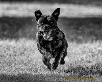 Fast Cat Woodland Sept 25-7550-Edit