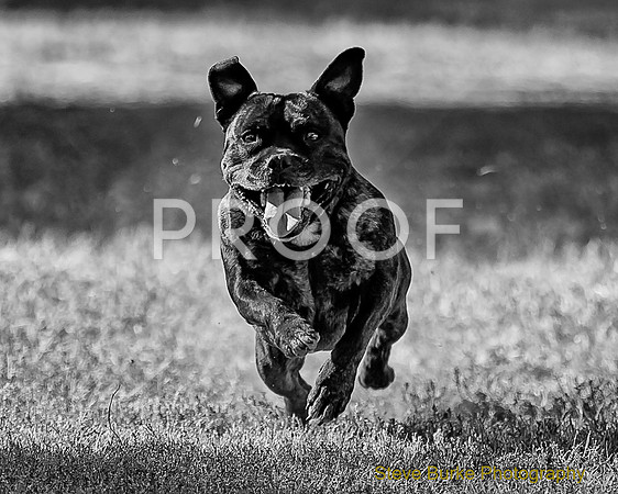 Fast Cat Woodland Sept 25-7550-Edit