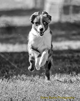 Fast Cat Woodland Sept 25-8189-Edit
