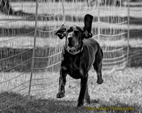 FastCat Woodland Sept 25-6882-Edit
