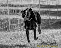 Coon Hound