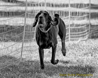 FastCat Woodland Sept 25-6883-Edit-Edit