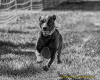 Fast Cat Woodland Sept 25-9009-Edit