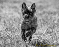 Terrier